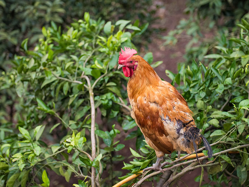 三黃雞的飼養方式